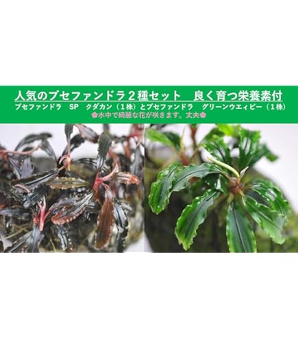 Kawa-nocoブセファランドラ３株+おまけセット 新発売！charmおまかせブセファランドラ3株セット買ってみた